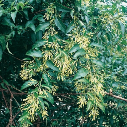 Cestrum NOCTURNUM