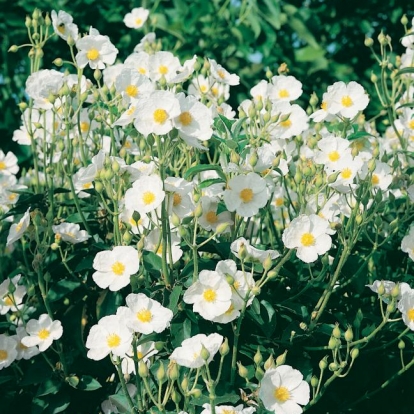 Cistus LAURIFOLIUS