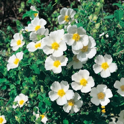 Cistus SALVIFOLIUS