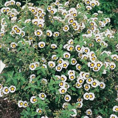 Cistus WINTONENSIS = x HALIMIOCISTUS