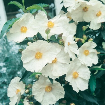 Cistus x AGUILARII