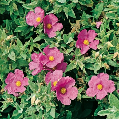 Cistus x CRISPUS 'SUNSET'