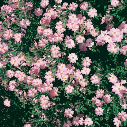 Cistus x SKANBERGII