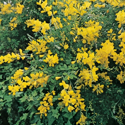 Cytisus RACEMOSUS