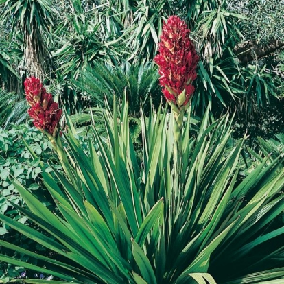 Doryanthes PALMERI