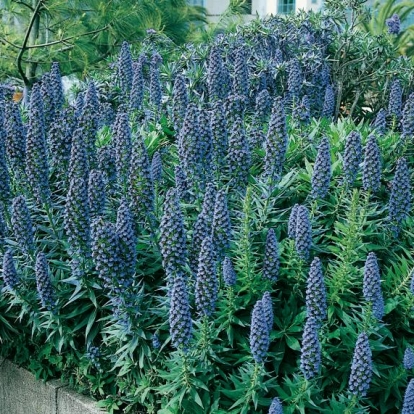 Echium CANDICANS = FASTUOSUM