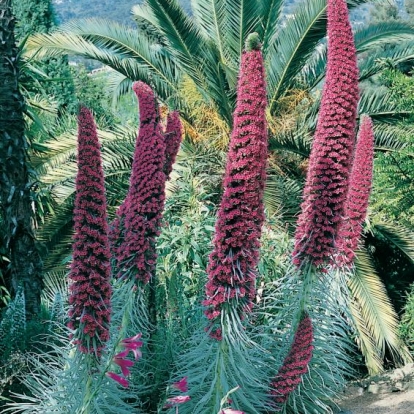 Echium WILDPRETII