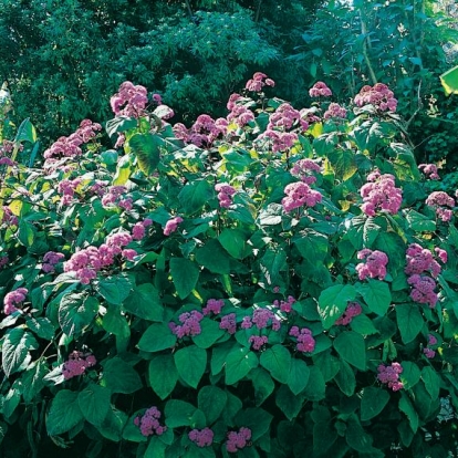 Eupatorium ATRORUBENS