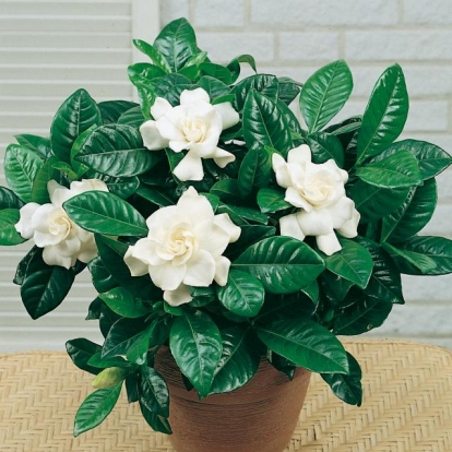 Gardenia JASMINOIDES