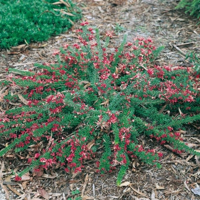 Grevillea LANIGERA 'MOUNT TAMBORITHA'