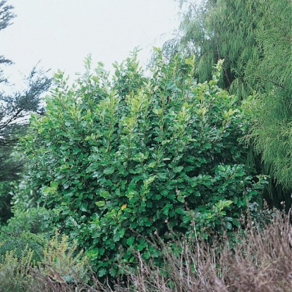 Griselinia LITTORALIS