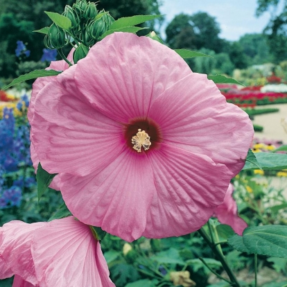 Hibiscus PALUSTRIS = MOSCHEUTOS