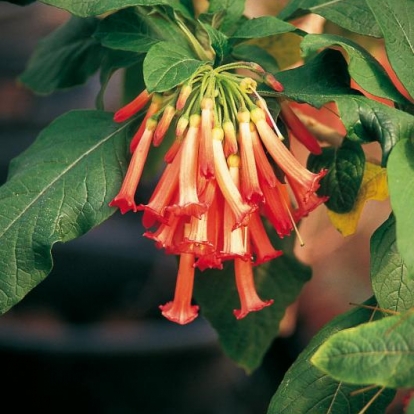 Iochroma COCCINEA