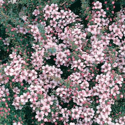 Leptospermum SCOPARIUM 'NANA HUIA'