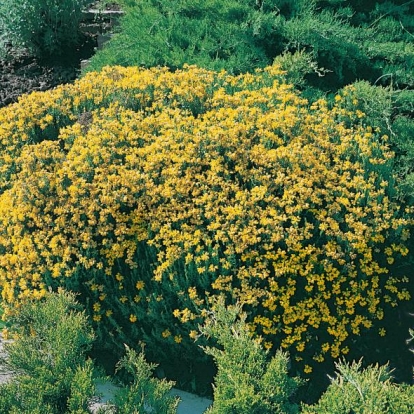 Medicago ARBOREA