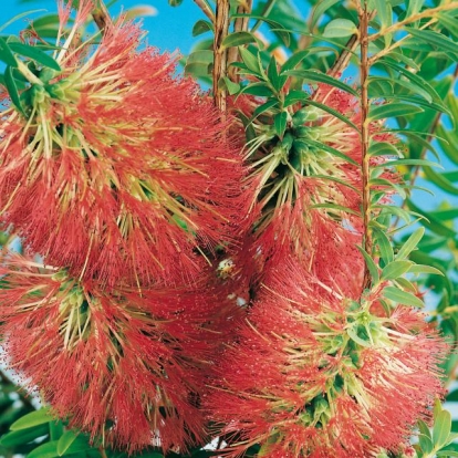 Melaleuca HYPERICIFOLIA