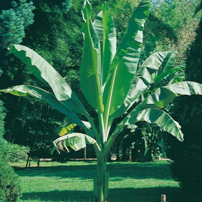 Musa ENSETE = VENTRICOSUM