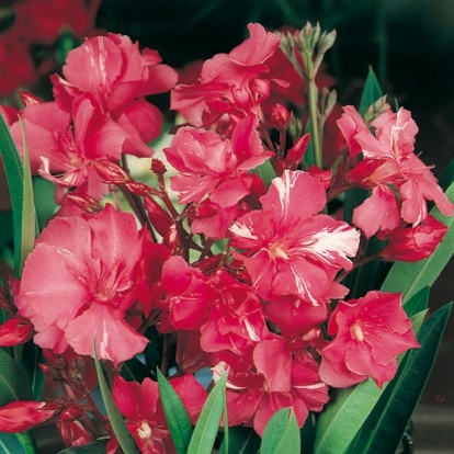 Nerium OLEANDER