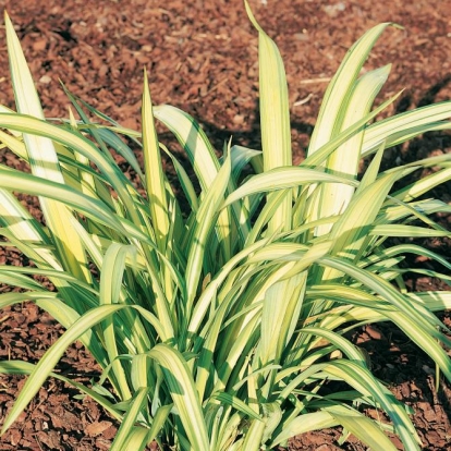 Phormium COOKANIUM 'YELLOW WAVE'