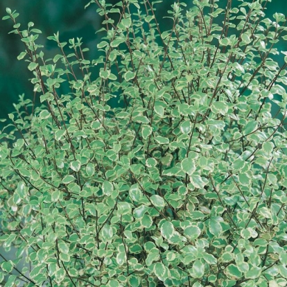 Pittosporum TENUIFOLIUM 'GARNETTII'