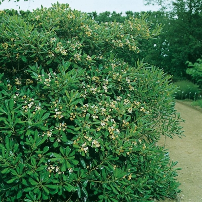 Pittosporum TOBIRA