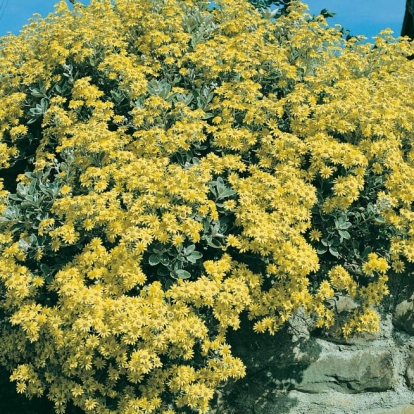 Senecio GREYI = BRACHYGLOTTIS 'SUNSHINE'