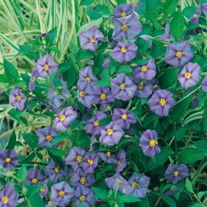 Solanum RANTONNETII