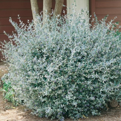 Teucrium FRUTICANS