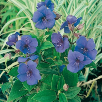 Tibouchina URVILLEANA = SEMIDECANDRA