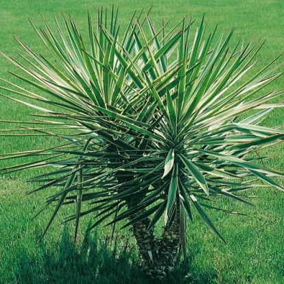 Yucca ALOIFOLIA