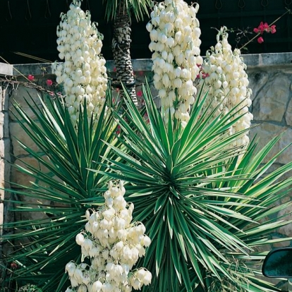 Yucca ELEPHANTIPES