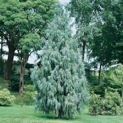 Cupressus CASHMERIANA