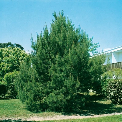 Pinus HALEPENSIS