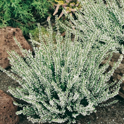 Calluna vulgaris