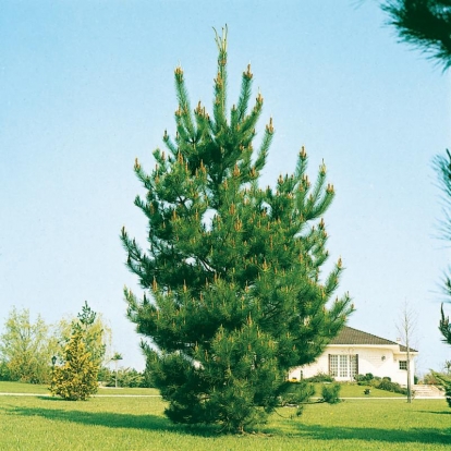 Pinus RADIATA = INSIGNIS
