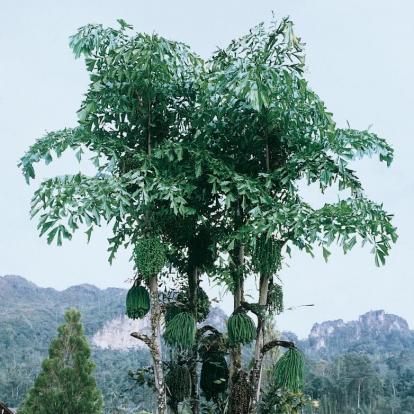 Caryota MITIS