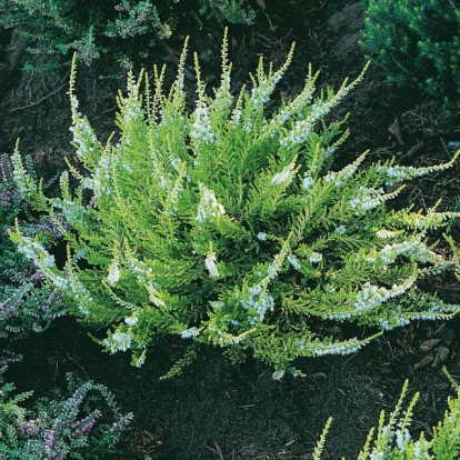 Calluna vulgaris 'Gold Haze'