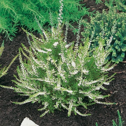 Calluna vulgaris 'Long White'