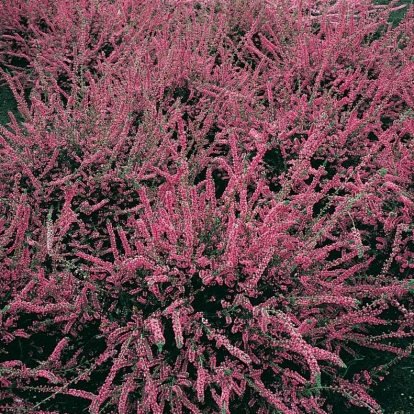 Calluna vulgaris 'Red Star'