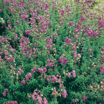 Daboecia cantabrica 'Atropurpurea'