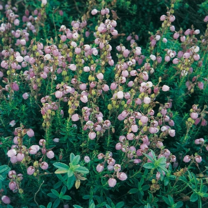 Daboecia cantabrica 'Rosea'