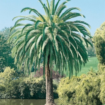 Phoenix CANARIENSIS