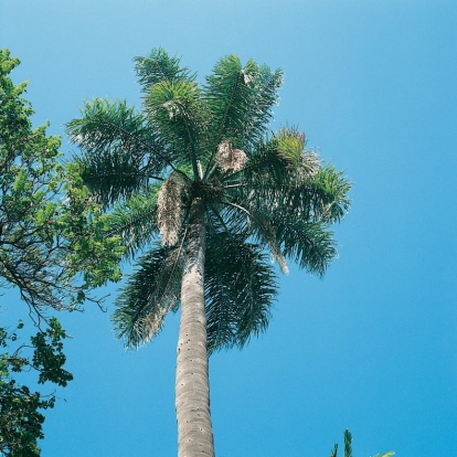 Syagrus ROMANZOFFIANUM albero adulto