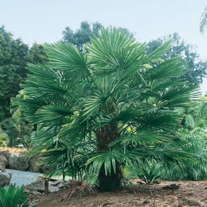 Trachycarpus FORTUNEI