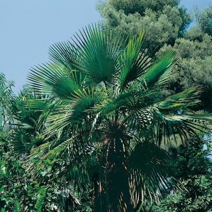 Trithrinax ACANTHOCOMA