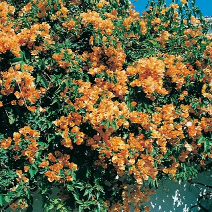 Bougainvillea 'GOLDEN GLOW'