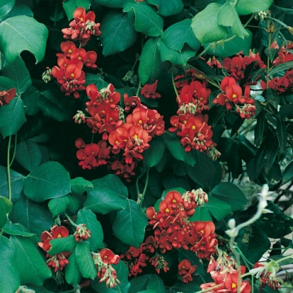 Kennedia COCCINEA