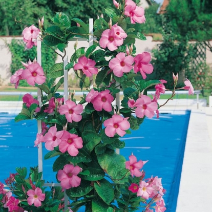 Mandevilla LAXA