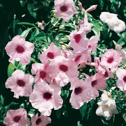 Pandorea JASMINOIDES 'POWER OF BEAUTY'