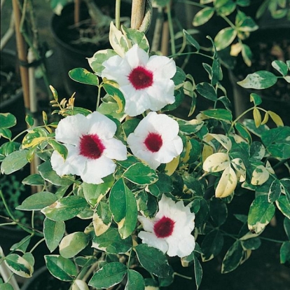 Pandorea JASMINOIDES 'VARIEGATA'